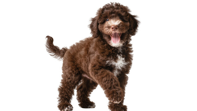 Fluffy brown poodle puppy with white chest patch