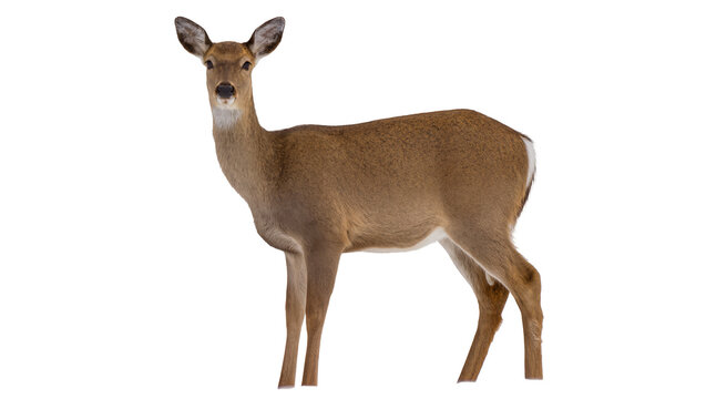 Doe deer standing profile view