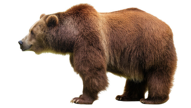 Brown bear standing profile view