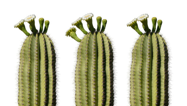 Three green columnar cacti with white flowers blooming on top