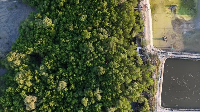 Aerial Top-Down View of Mangrove Forest and Coastal Fishponds Contrast - Cinematic Landscape Drone Footage