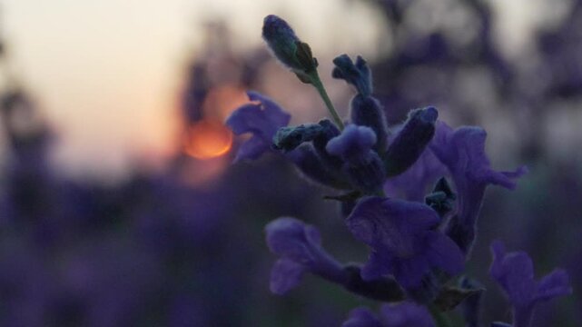Lavender flowers sunset nature blooming field landscape at twilight providing a peaceful and serene atmosphere for relaxation and botanical beauty background
