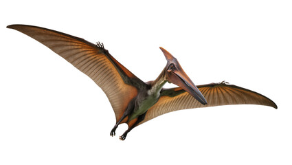 Pterodactyl flying with wings spread wide © Rowan
