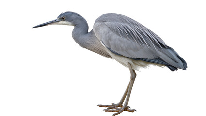 Obraz premium Gray heron bird with long beak and legs standing