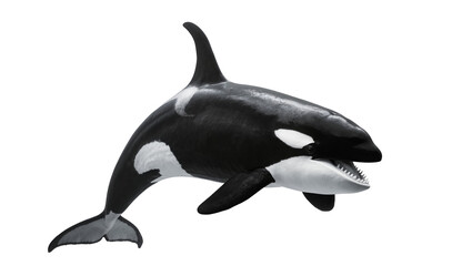 Orca killer whale with open mouth and sharp teeth © Rowan