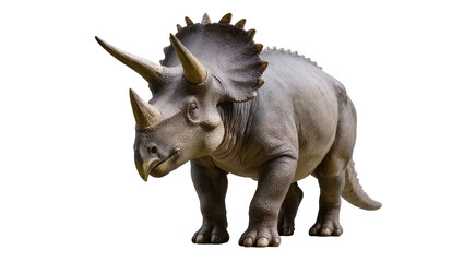 Fototapeta premium Triceratops dinosaur with three horns and frill