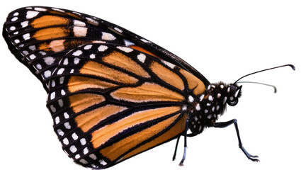 Monarch butterfly with orange black, and white wings © Rowan