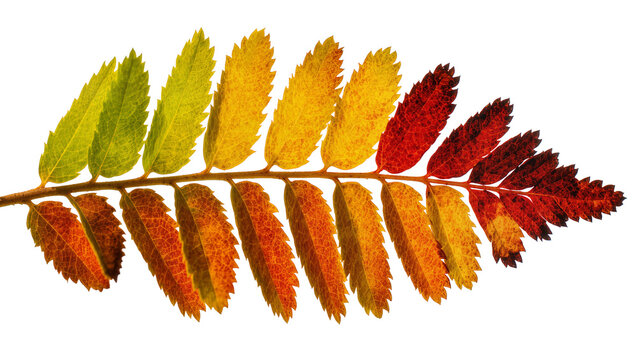 Rowan tree leaf branch with gradient autumn colors green yellow orange red