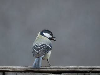Great tit (Parus major) calling from garden fence, London, England. Open bill vocalising, unusual angle, urban garden bird, summer. © Paul Bean