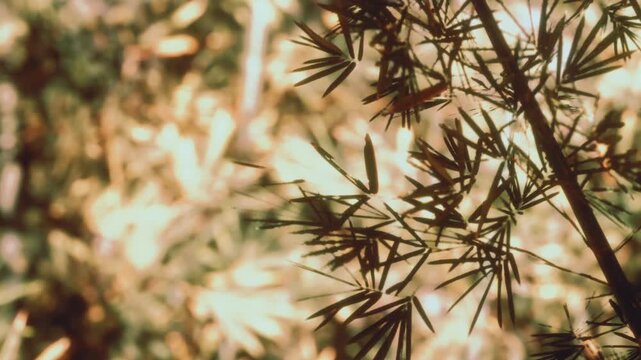 Bamboo plant is in focus against a soft, warm background. Sunlight shines through the leaves, creating interesting shapes and patterns. The scene captures a moment in nature.