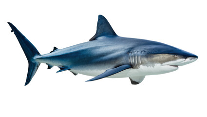 Fototapeta premium Blue shark swimming side view, detailed fins and gills