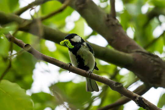 Japanese Tit eating a bug