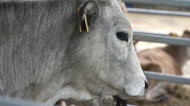 Gray cattle in side profile inside a metal livestock pen with other cattle softly visible behind it.