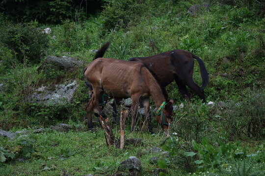 hourse on grass