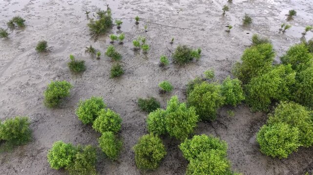 Aerial footage showing mangrove trees on a tidal mudflat with exposed roots and wet soil.