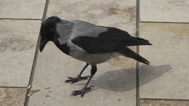 Crow bird eating hooded crow scavenges for food on a stone tiled ground in an urban setting