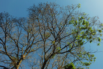Fototapeta premium landscape spring season, trees isolated on bright blue sky background. The countryside and fresh air image visual design element.