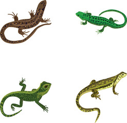 Fototapeta premium Different lizard species illustrating wildlife, fauna, and animal diversity concepts