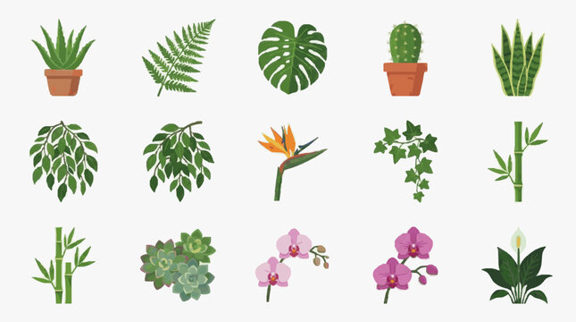 Creative Set of 15 Vibrant Indoor Plants and Flowers in Colorful Illustrations Featuring Aloe Vera Ferns Cactus Orchids Bamboo and More