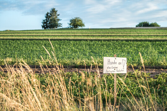 Warnschild Hunde an die Leine ! Betreten verboten vor landwirtschaftlicher Nutzfl&auml;che mit wechselndem Anbau von Mais und Getreide an Anh&ouml;he mit B&auml;umen und blauem Himmel mit Wolken in Neckartenzlingen