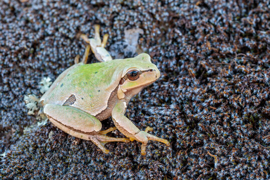 San Antonio frog on moss. Hyla arborea.