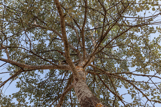 Populus alba. View from under a White Poplar in spring.