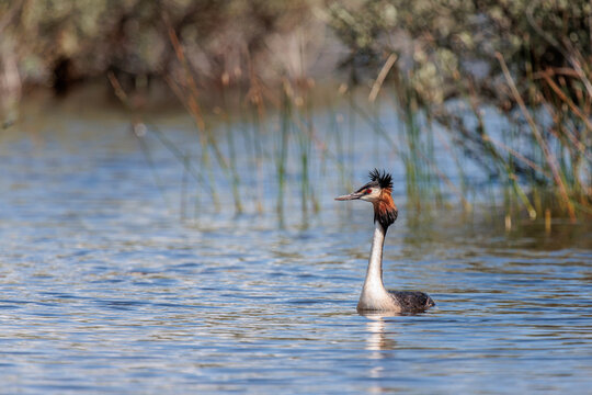 Great Crested Grebe in its breeding plumage, swimming in a wetland. Podiceps cristatus.