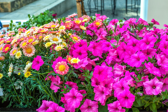 Pink Petunias, Marguerite daisies flowers growing in pot on summer town street