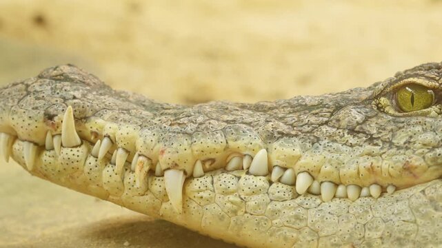 Nile crocodile resting with a terrifying look
