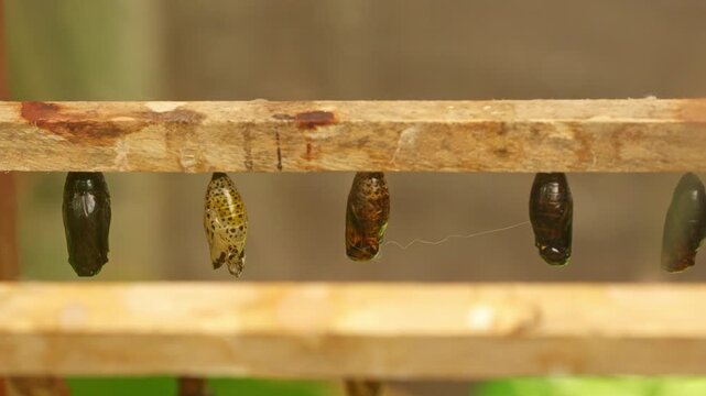 Row of butterfly chrysalises hatching