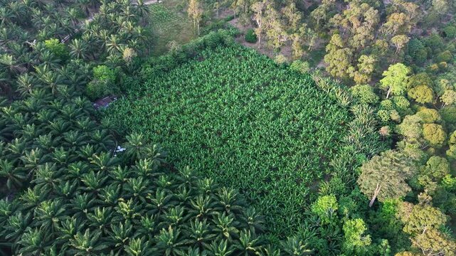Aerial Drone View of Tropical Banana Farm in Forest