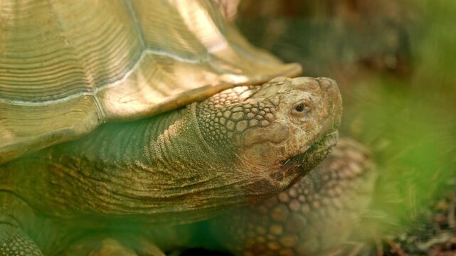 Sulcata tortoise close up detail eating green grass
