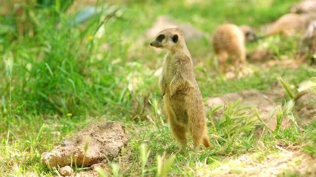 Alert meerkat standing guard in a grassy field