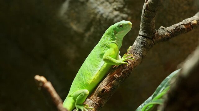 Fiji banded iguana climbing on a tree branch