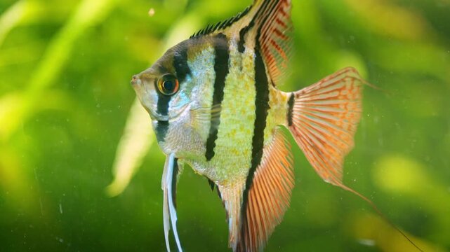 Freshwater angelfish swimming in a planted aquarium