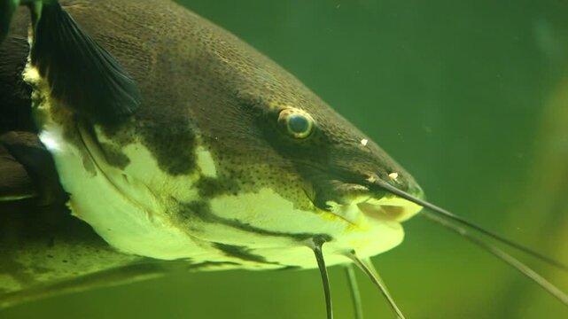 Close up of a large redtail catfish swimming