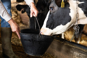 Farmer giving feed out of a bucket to a holstein cow in a barn. Agriculture, animal care, and farm work scene © Dejan