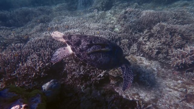 Green sea turtle (Chelonia mydas) with two live sharksucker remora (Echeneis naucrates) on its shell gliding over a coral reef, showcasing the peaceful underwater scene. Dauin, Philippines