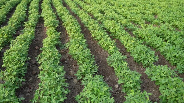 Fresh Green ground nut agriculture field 