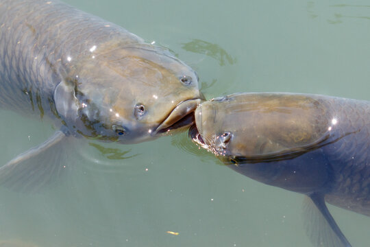 Two large fish nudge each other near water surface
