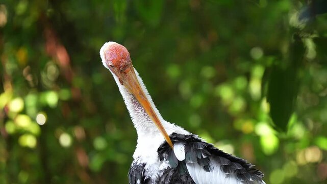 Large white and black stork stands tall