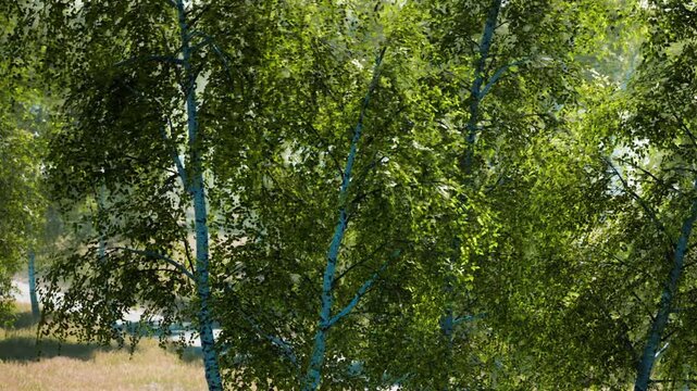 Sunlight filters through thick green leaves in a forest. The trees have a bright color and the scene shows the beauty of nature. It is a summer day with warm temperatures.
