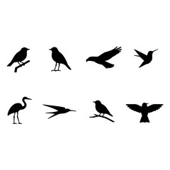 Fototapeta premium Set of bird species silhouettes with animal set bird icon silhouette wildlife collection illustration hummingbird feathers isolated wingspan ornithology creature migration birdwatching