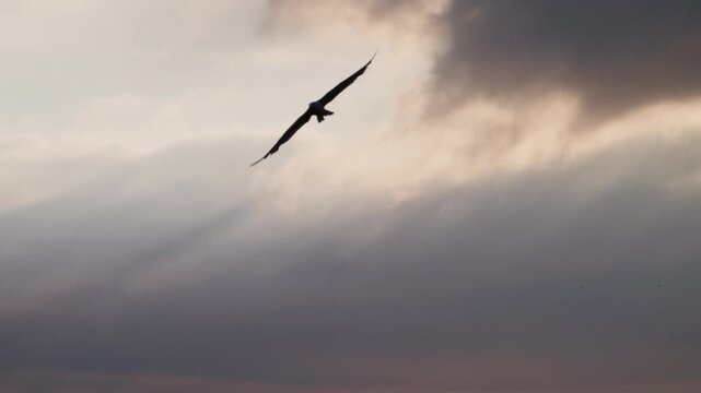 Seagull gliding across a dramatic moody morning sky in slow motion, atmospheric coastal nature, Bulgaria