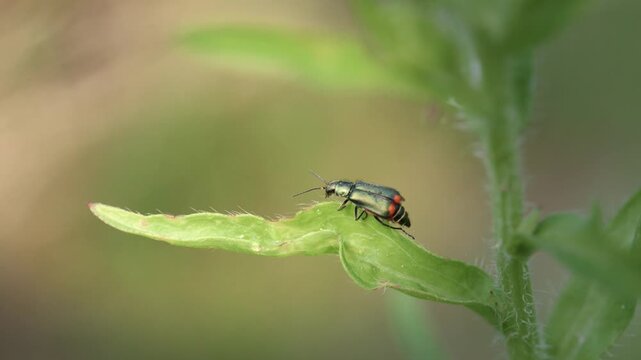 Metallic green and red beetle walking toward the light on a leaf in slow motion, macro, Bulgaria