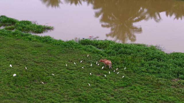 Deer grazes beside calm, murky water