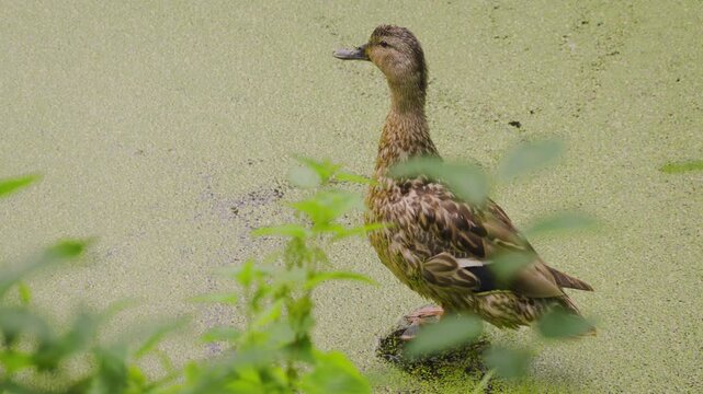 Female Mallard Duck (latin name Anas platyrhynchos) on Log in Pond with Duckweed. 4K wildlife video with copy space on the left. At the end of the clip, the duck jumps off the perch and swims away.