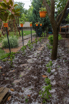 Home Vegetable Garden Covered with Hail After a Summer Storm