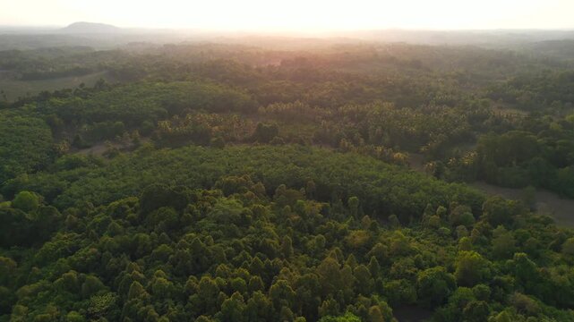 Forest, Western Ghat, Nature Background