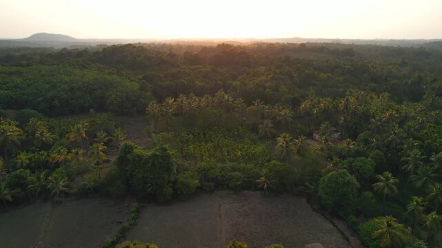 Forest, Western Ghat, Nature Background